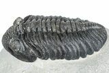 Huge Phacopid (Drotops) Trilobite - Issoumour, Morocco #363237-1